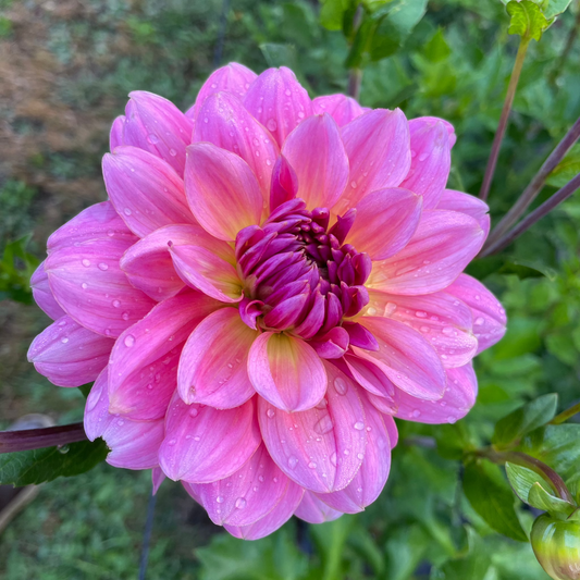 southern belle