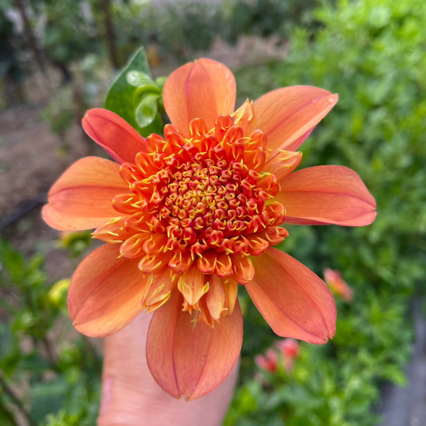 Sandia Brocade
