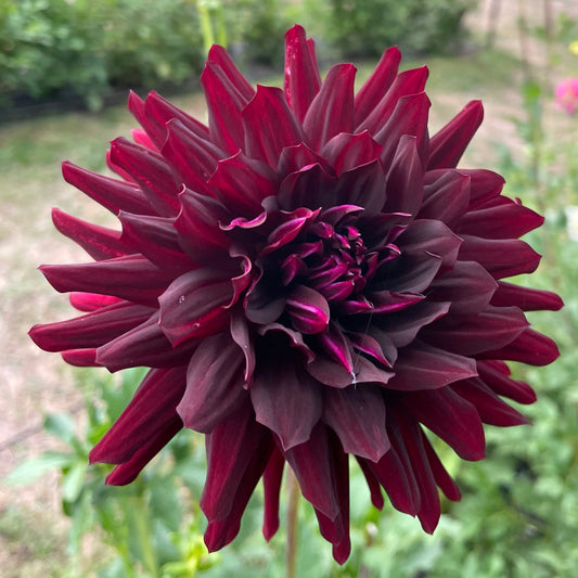 Holly Hill Black Beauty