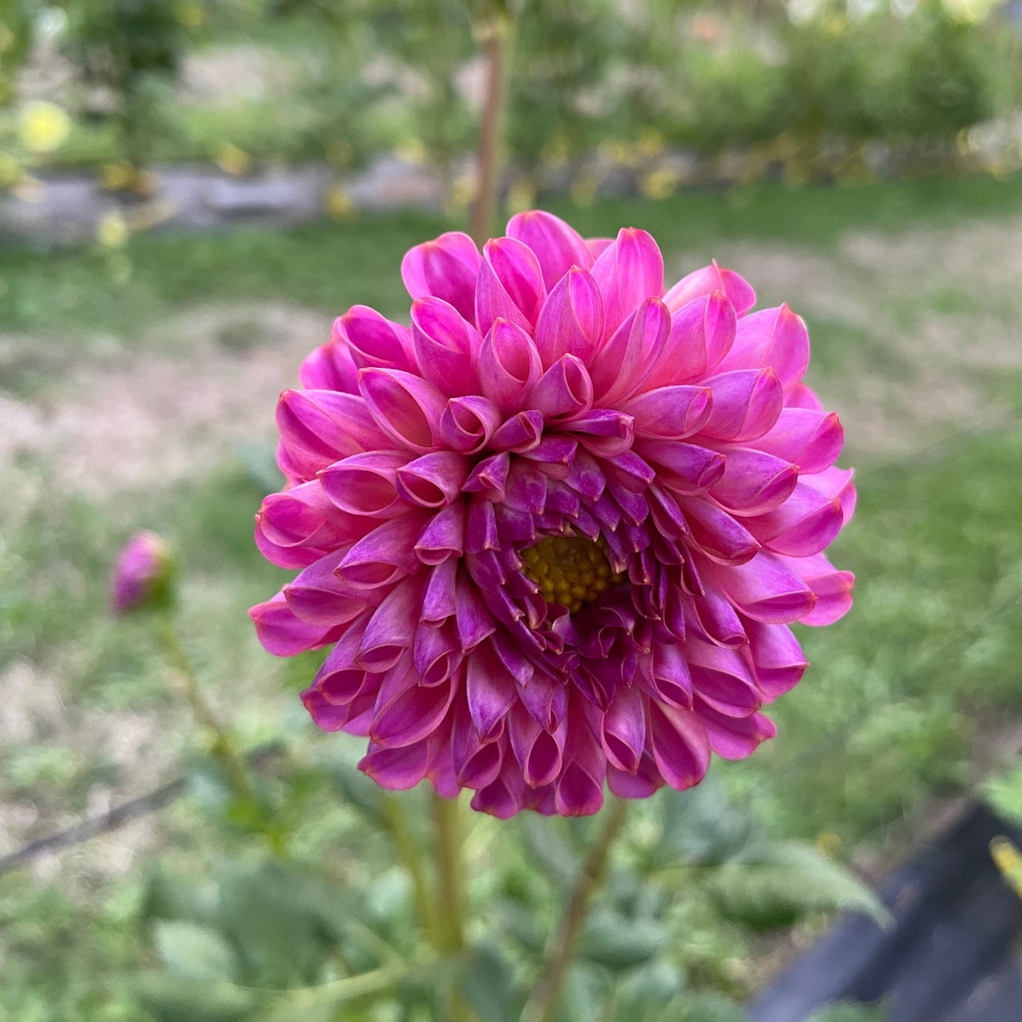 Isabel
