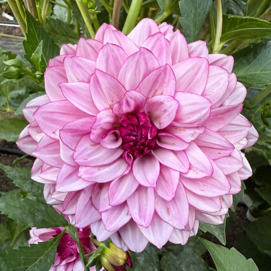 Creme de Cassis
