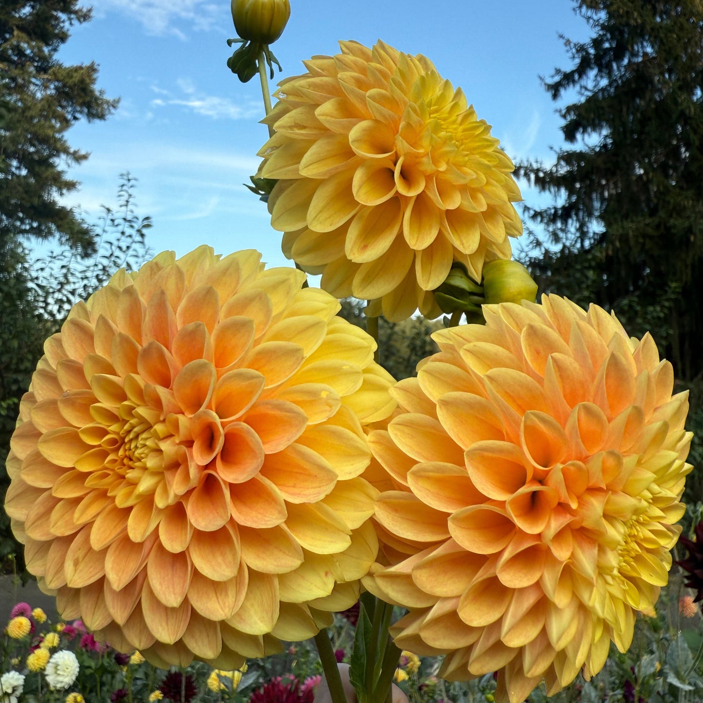 Snoho Doris