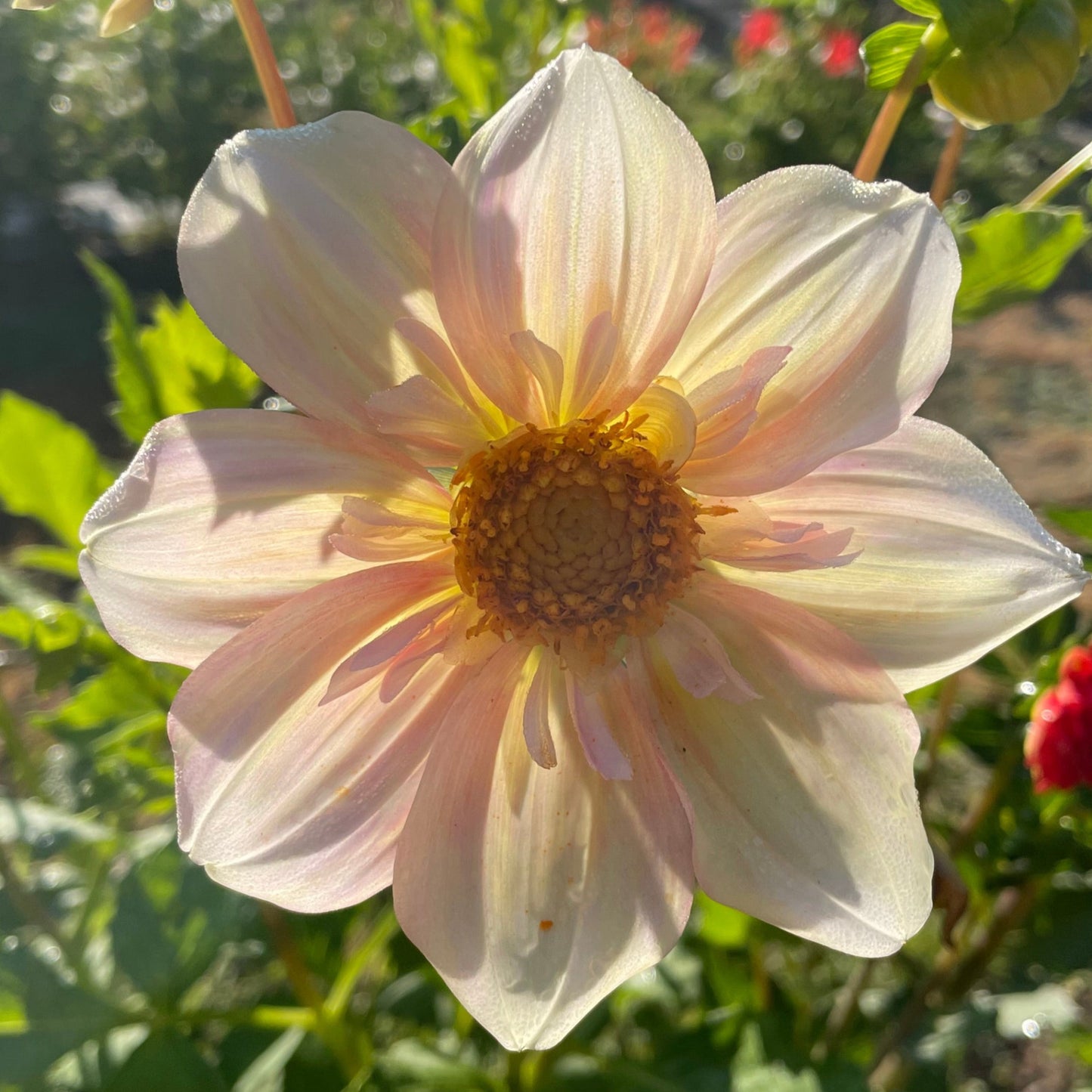 Apple Blossom