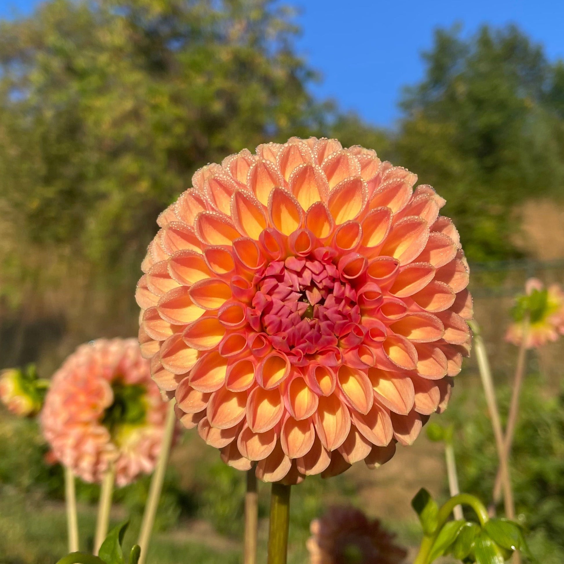 Valley Tawny