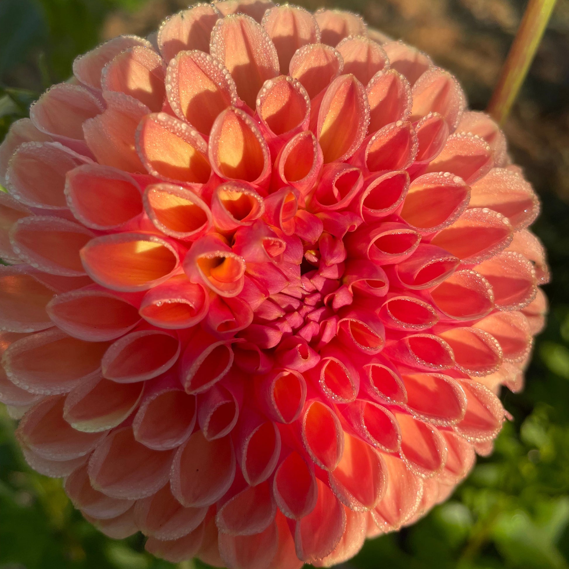 Valley Tawny