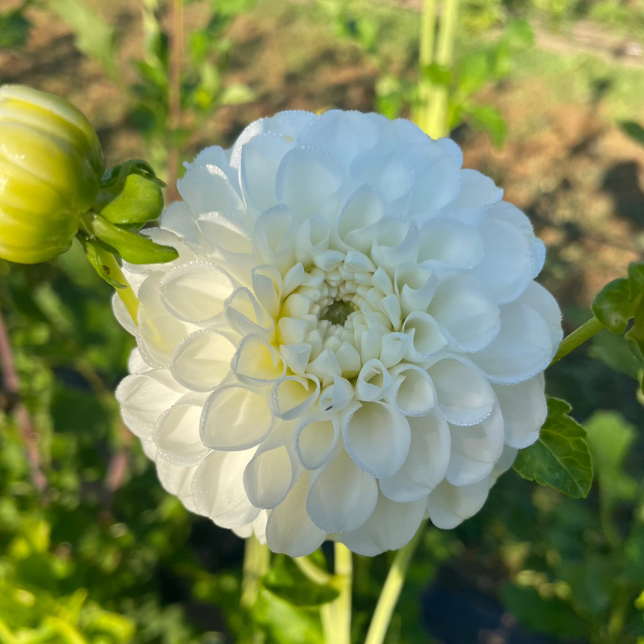 Orsett Beauty – Hummingbird Hollow Farms