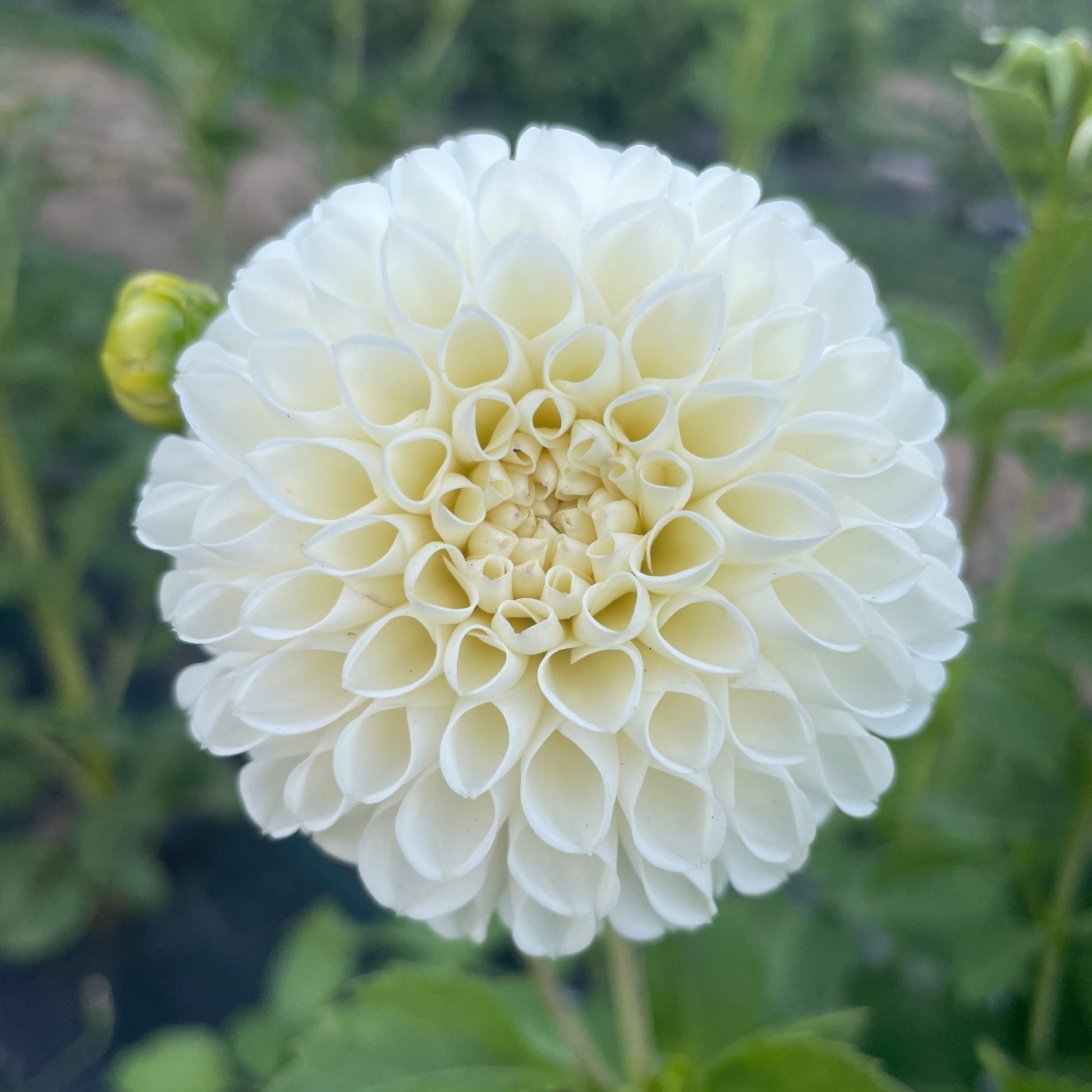 White Nettie