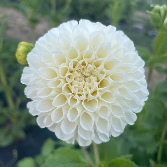 White Nettie