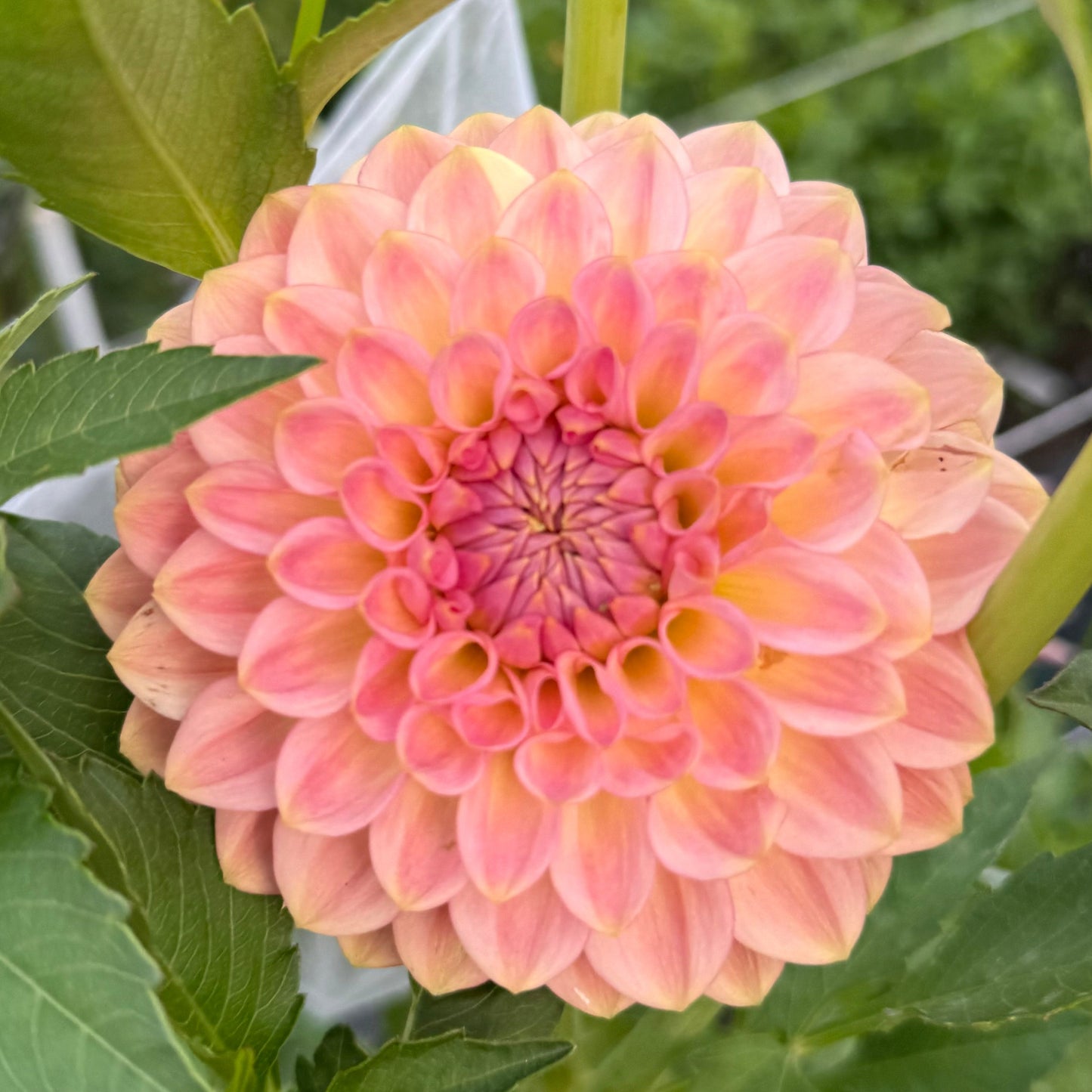 20th Ave. Softer Peach