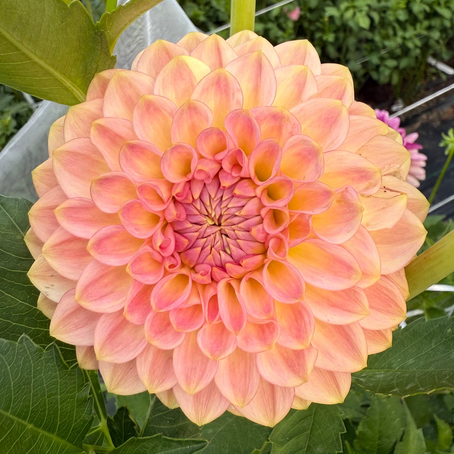 20th Ave. Softer Peach