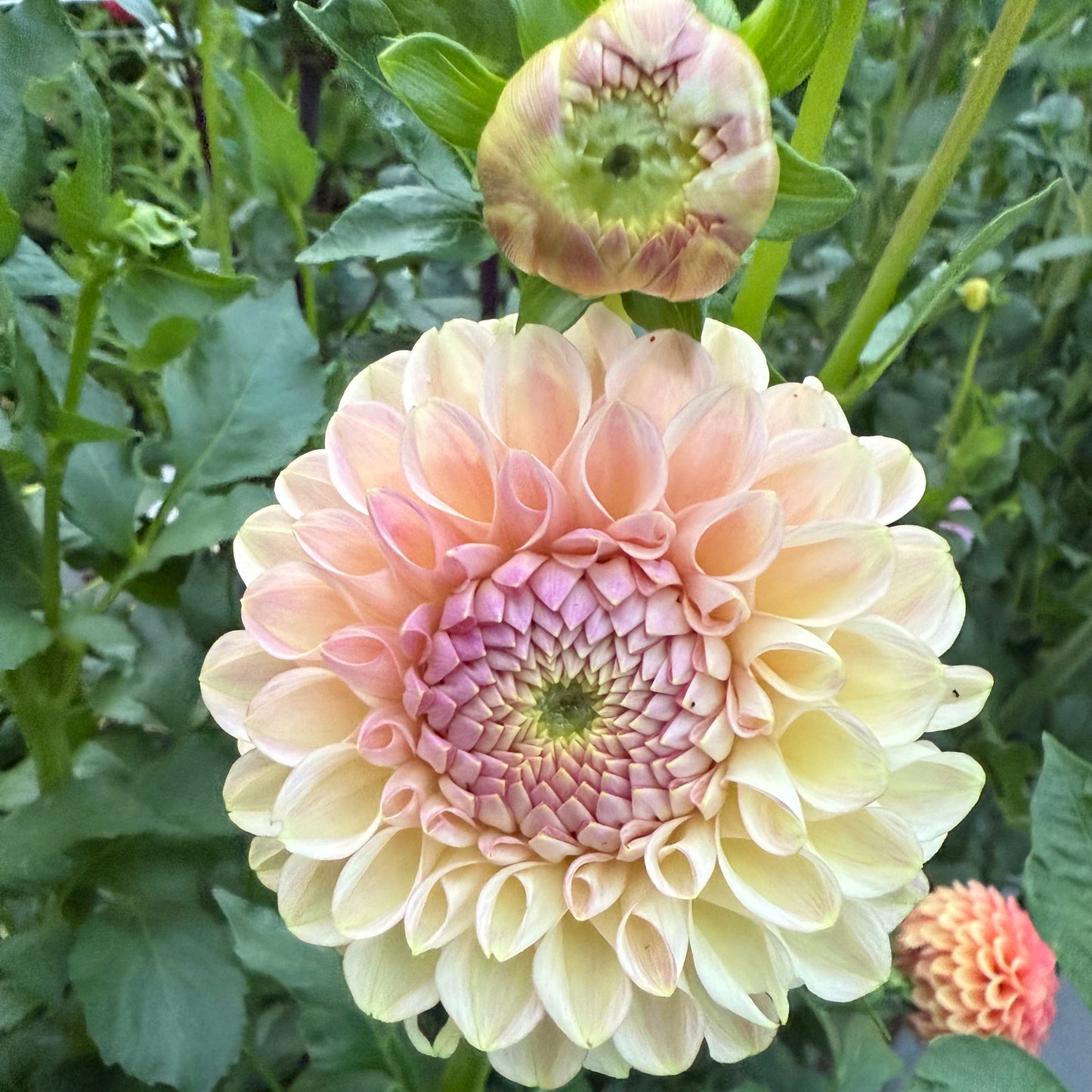 Clearview Peachy