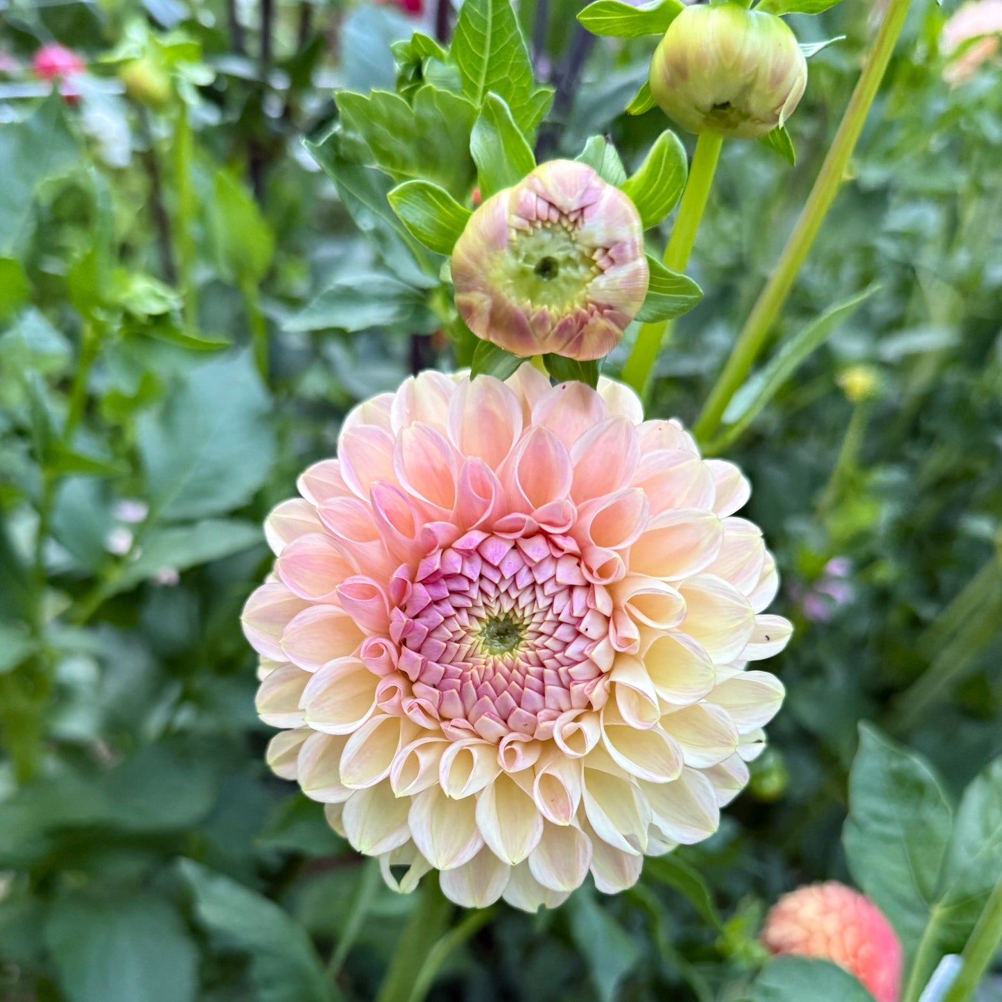 Clearview Peachy