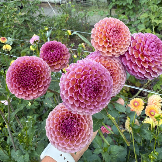 Koko Puff