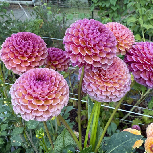 Koko Puff