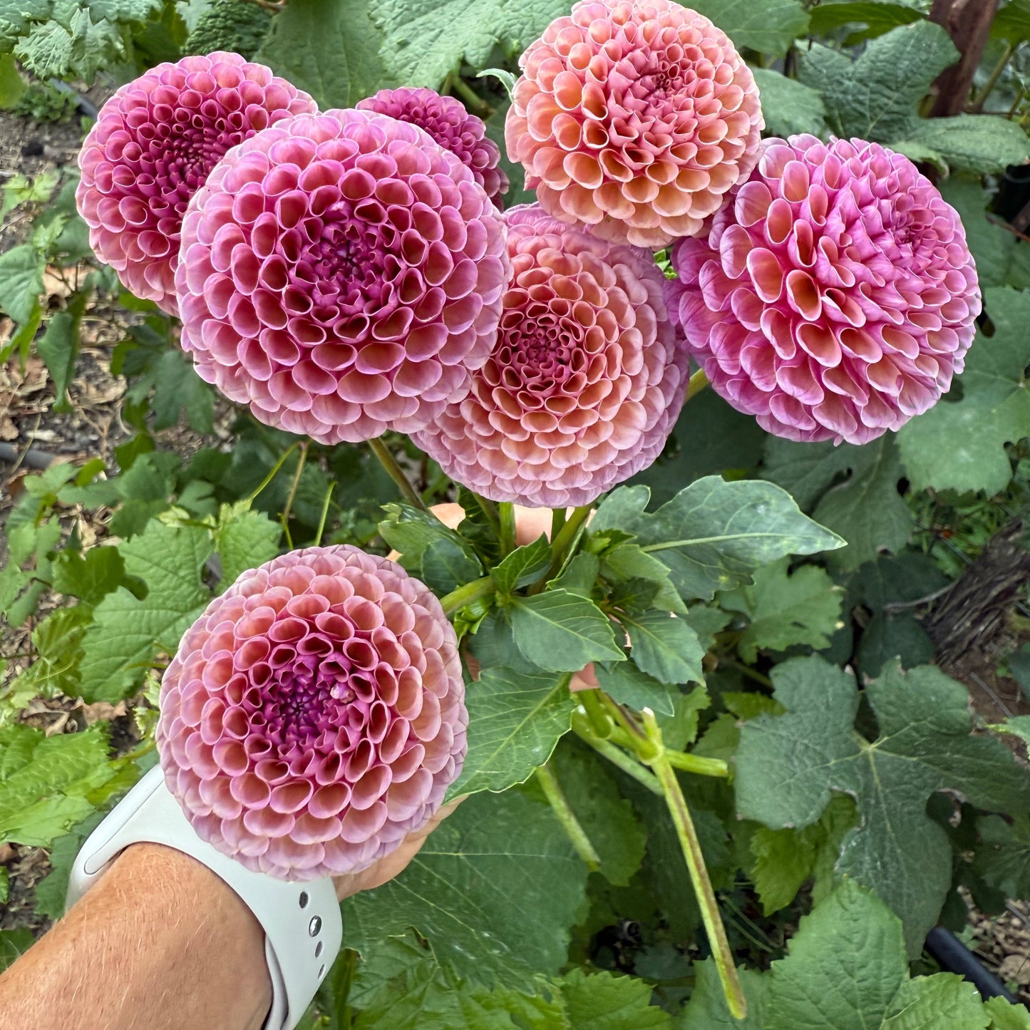 Koko Puff