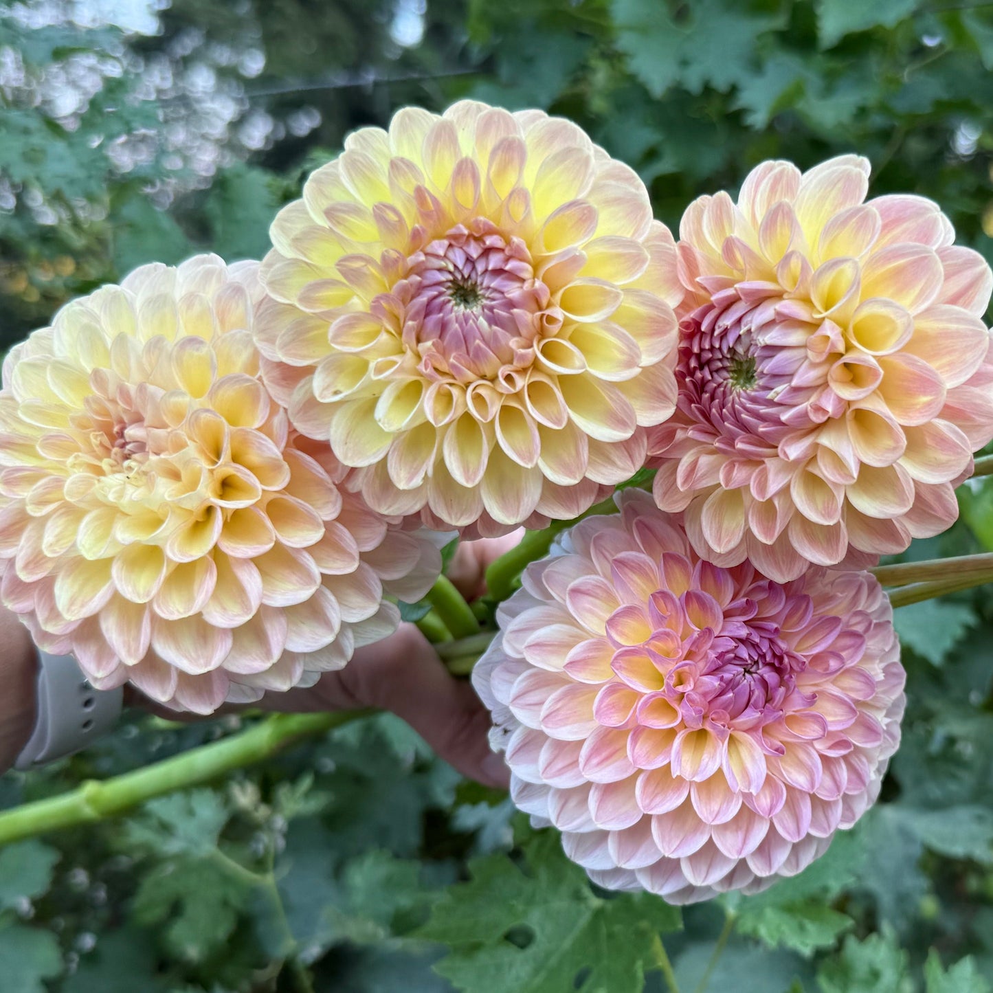 Clearview Peachy