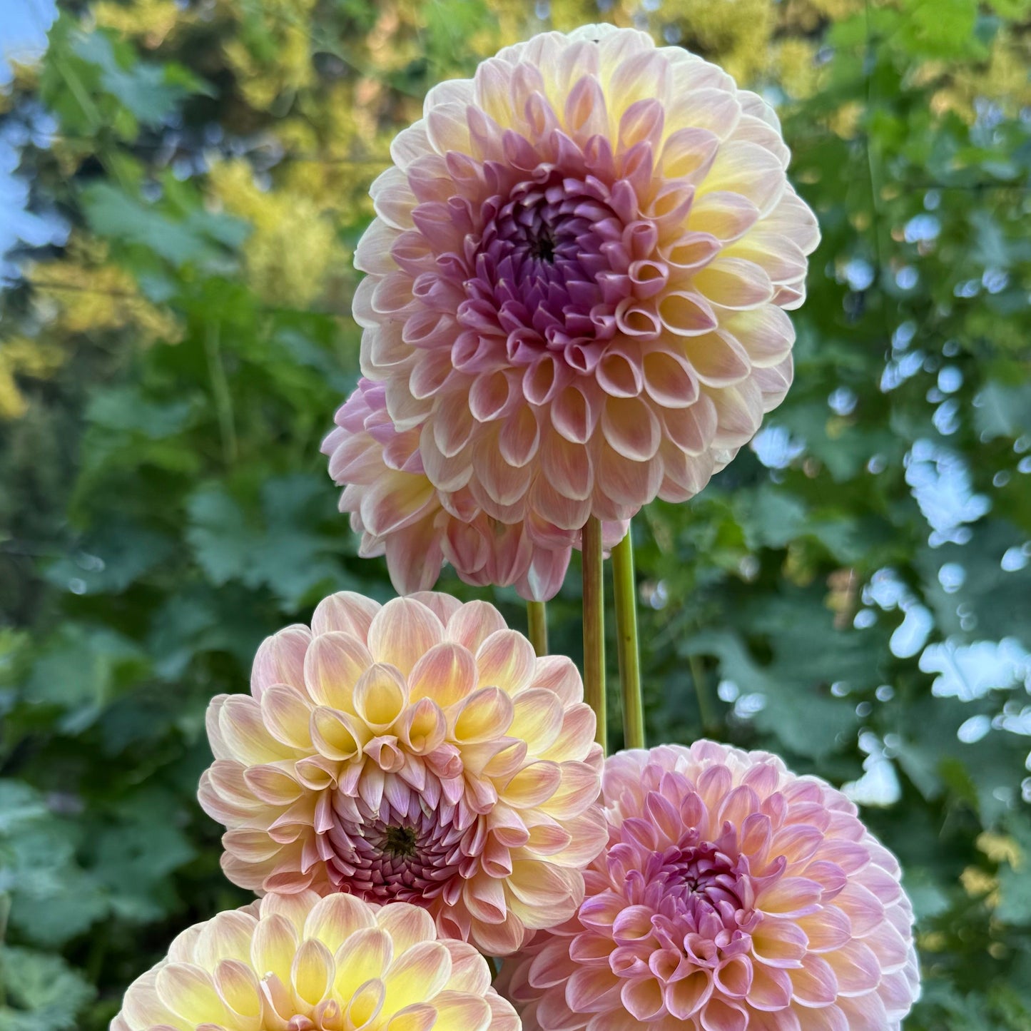 Clearview Peachy