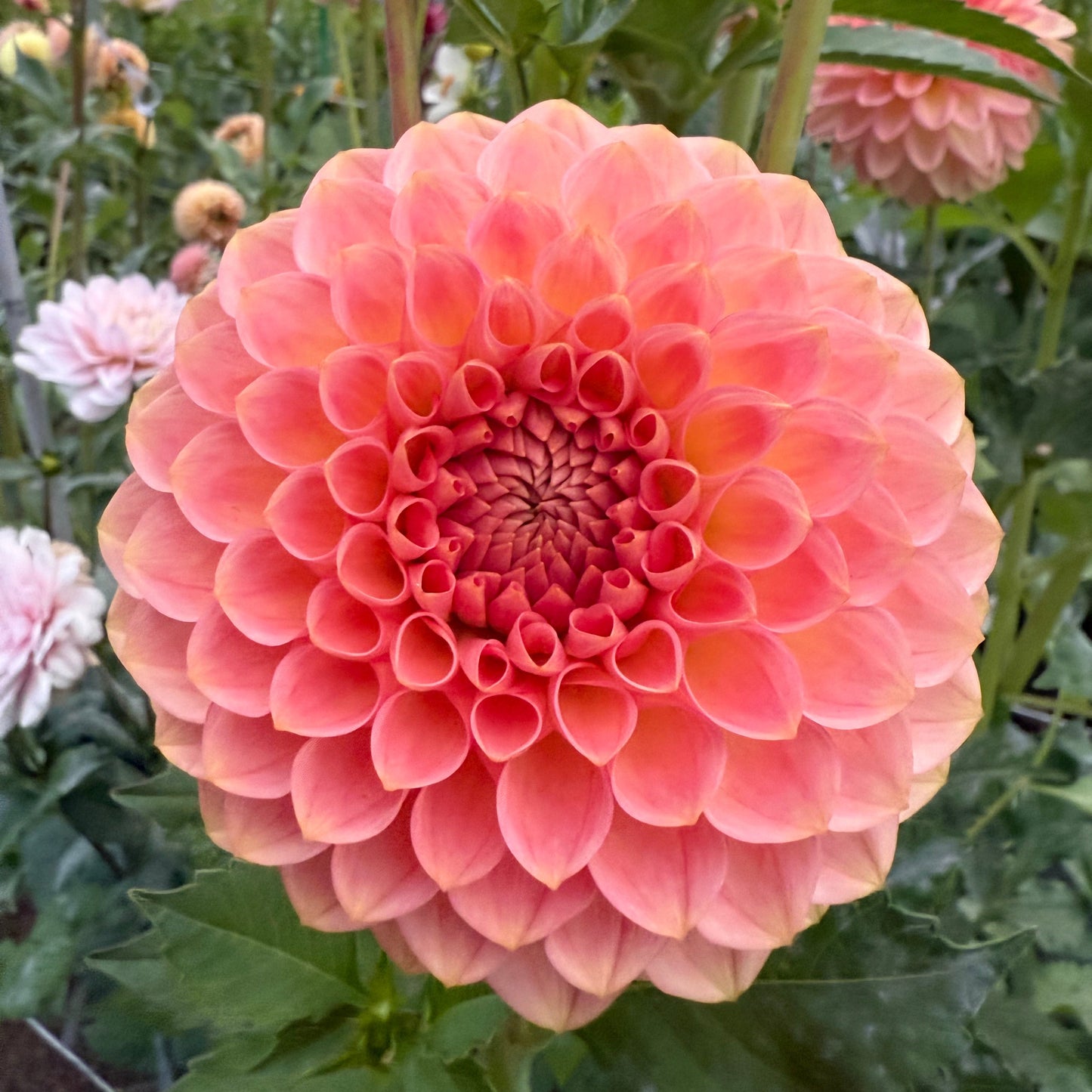 20th Ave. Softer Peach