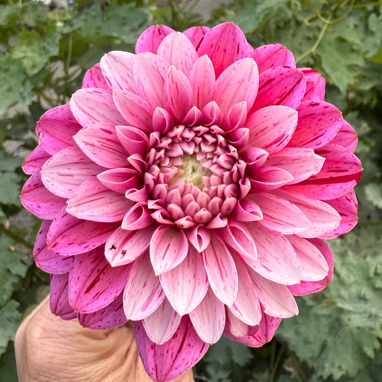 Strawberry Cream