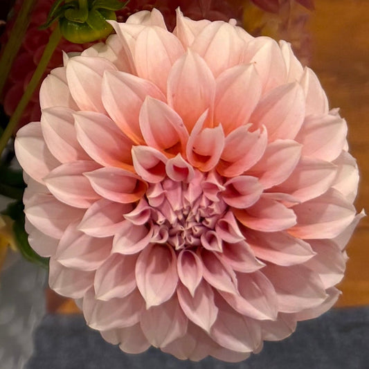 Peaches N' Cream